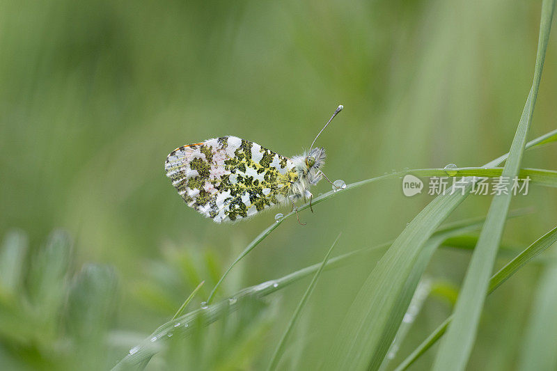 桔头蝴蝶(Anthocharis cardamines)